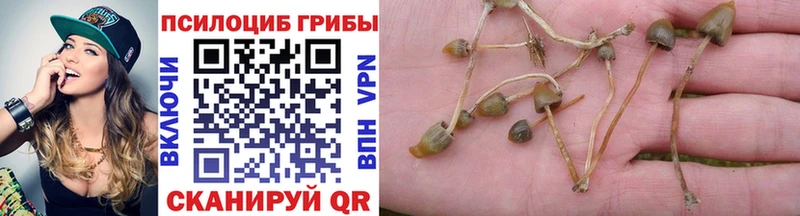 где купить   blacksprut как зайти  Галлюциногенные грибы Cubensis  Черемхово 